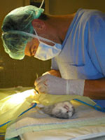 Állatorvosi műtét